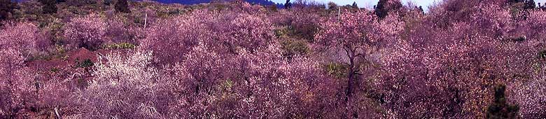 Between January and March the blooming almond trees enchant the island